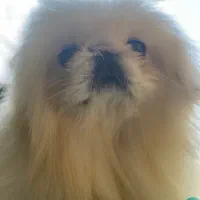 ‌یکینیز امپریال کیفیت عجوبه جوان جفت بیضه ۲۵|سگ|رشت, حمیدیان|دیوار