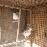 کبوتر هفت رنگ خطی|پرنده|الوند, |دیوار