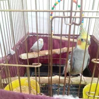 عروس هلندی سخنگو باهوش|پرنده|هشتگرد, شهرک فرهنگیان|دیوار