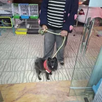 سگ پامرین نر تربیت شده