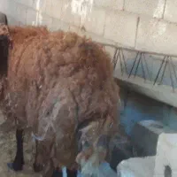 میش و بره نر