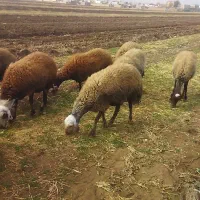 32 گوسفند|حیوانات مزرعه|گیان, |دیوار