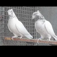 تعدادی کبوتر پرشی|پرنده|قم, باغ اشرافی|دیوار