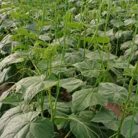 وام فرزنداول