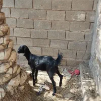 دوعددبز نجدی وزن سنگین|حیوانات مزرعه|بندر ماهشهر, |دیوار