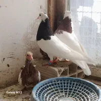 کبوتر طوقی جفتگاه با جوجه ۲جفت وجوجه تک ۶عدد|پرنده|مشهد, طبرسی شمالی|دیوار