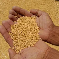 سلام گندم بذری رقم باران