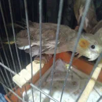 عروس هلندی|پرنده|ساوه, |دیوار