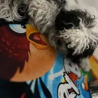 واگذاری رایگان سگ