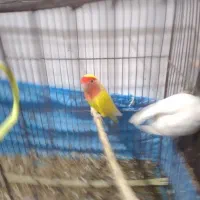 طوطی برزیلی|پرنده|بندر ماهشهر, |دیوار