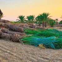 یزد پالم ارسال انواع پالم زیبا