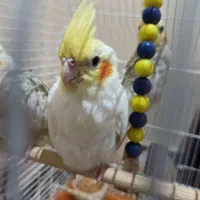 جوجه8ماهه لوتینونر  و2تا جفت تخم گذار