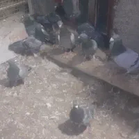 کبوتر پلاکی