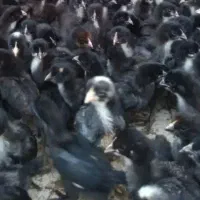جوجه یک هفته ای بلک
