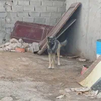 سگ سرابی ذات قدیم