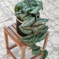 گل فروشی|گل و گیاه طبیعی|جهرم, |دیوار