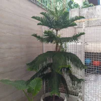 گل وگیاه طبیعی