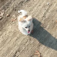 سگ اصل بازیگوش پامر فقط4تومن شناسنامه دار