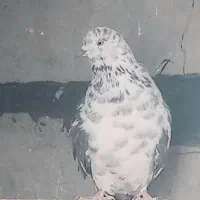 دو عدد ماده