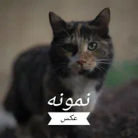 Canon 6D Mark II / کانن 6D مارک 2|دوربین عکاسی و فیلم‌برداری|نیشابور, فردوس شمالی|دیوار