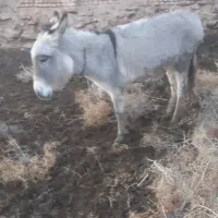 دوعدد خر|حیوانات مزرعه|عطاملک, |دیوار