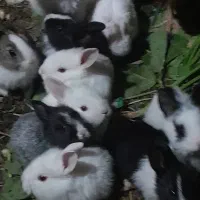 بچه خرگوش|موش و خرگوش|صباشهر, |دیوار