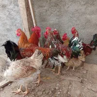 مرغ و خروس محلی و گلین