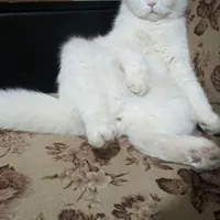 گربه اسکاتیش نر