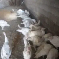 بوقلمون سفید بیوتی فوری
