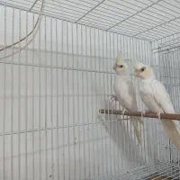 جفت عروس هلندی کرم فیس