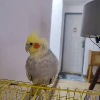 عروس هلندی نر و ماده سخنگو تخم گذار|پرنده|چالوس, |دیوار