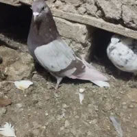 سه عدد نر پرشی غریب|پرنده|قصابه, |دیوار