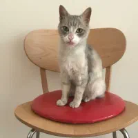 بالاخره پیدا شد