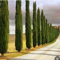 نمایندگی رسمی نهال صنوبر سود تضمینی وبازار گسترده