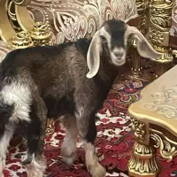 بره نر ۲ماهه