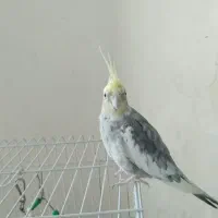 عروس نر|پرنده|قدس, شهرقدس|دیوار