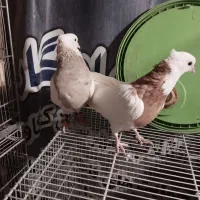 طوقی|پرنده|کنگاور, |دیوار