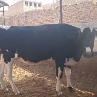 فروش گاو اصیل و دورگ به قیمت گوشت و داشتی