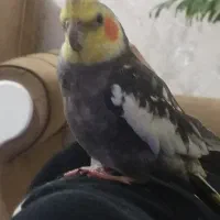 عروس هلندی دستی