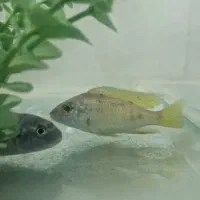 ماهی اکواریومی