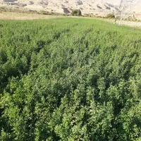 یونجه درجه یک ساقه ریز بغدادی