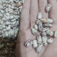 لوبیا چیتی|خوردنی و آشامیدنی|تهران, بلورسازی|دیوار