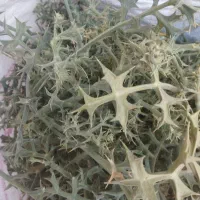 خوشاروزه