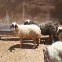 بیگ بز میش بره