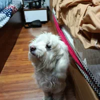 واگذاری|سگ|تهران, سازمان برنامه جنوبی|دیوار