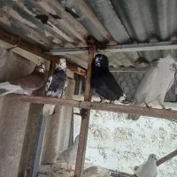کفتر