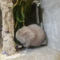 خرگوش لپی و معمولی برای فروش|موش و خرگوش|سلامی, |دیوار