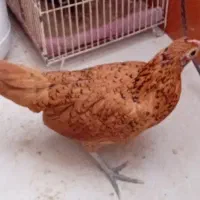 مرغ سبرایت