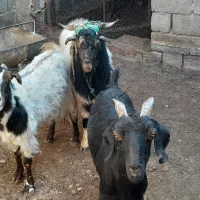 فروش دو راس بز با یک عدد نری|حیوانات مزرعه|ماهان, |دیوار