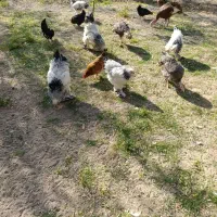 فروش برهما لایت|حیوانات مزرعه|آذرشهر, |دیوار